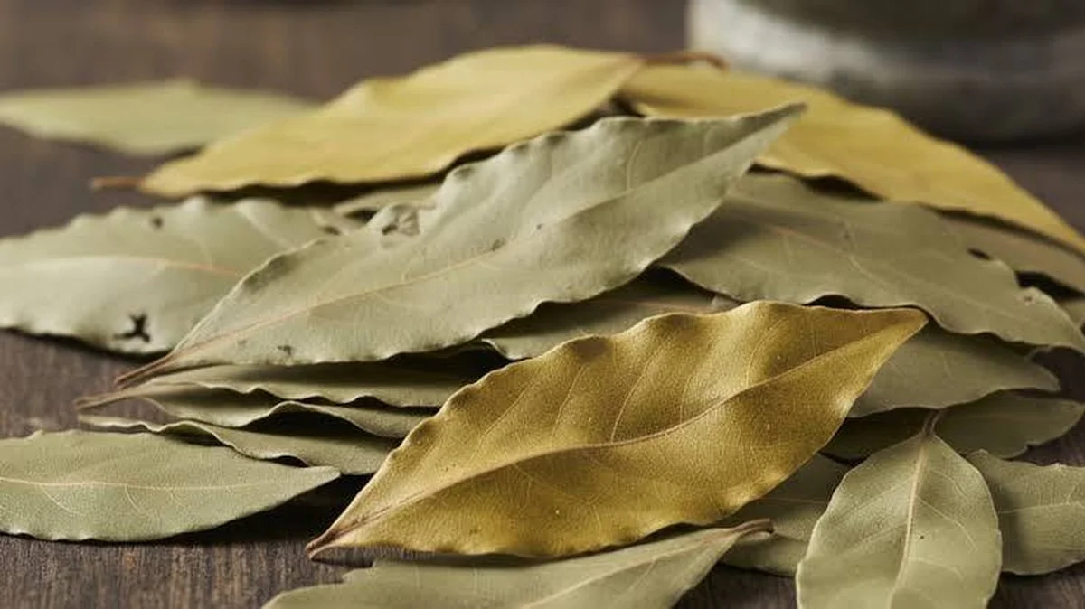 Waarom je die oude laurierblaadjes niet moet weggooien (ze zijn een plantenmirakel)