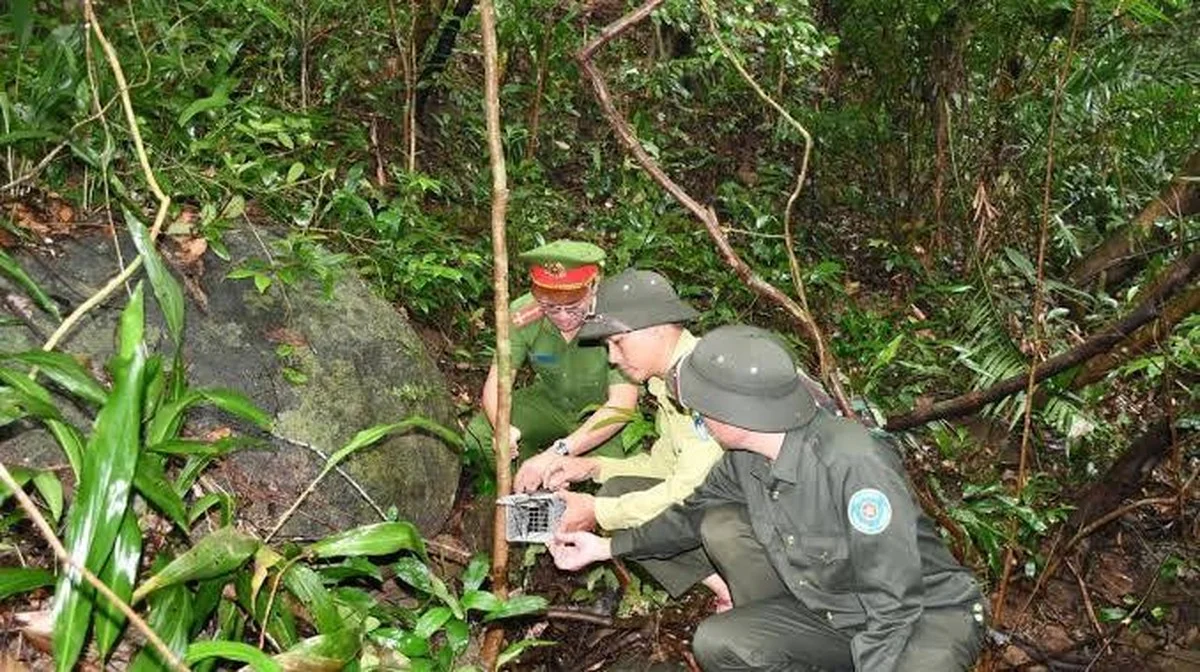 De zeldzaamste schildpad ter wereld verrassend gespot in het regenwoud van Đắk Lắk
