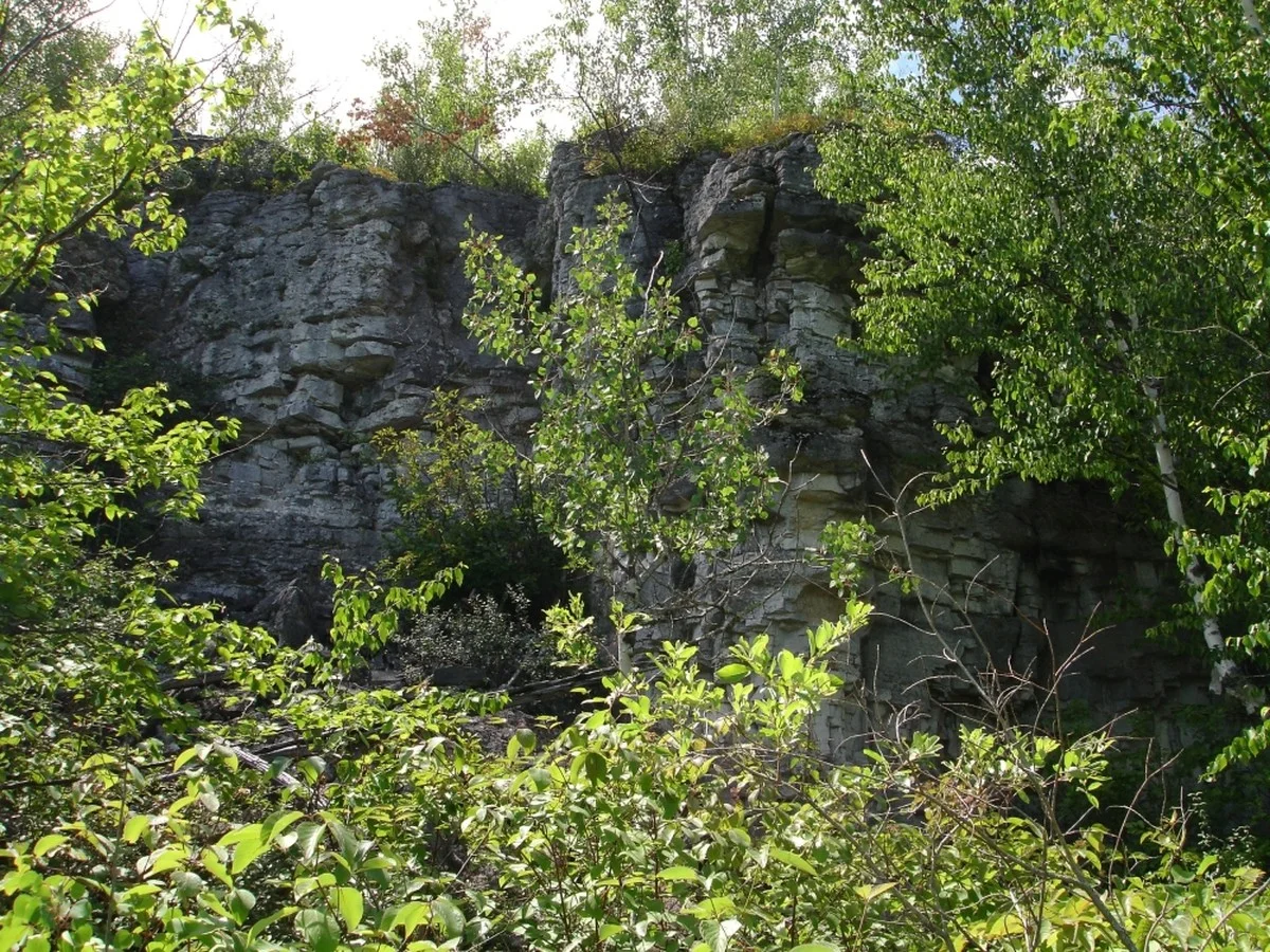 Het leek 130 jaar uitgestorven: waarom deze zeldzame plant plots weer boven water kwam in de Thaise kliffen - image 2