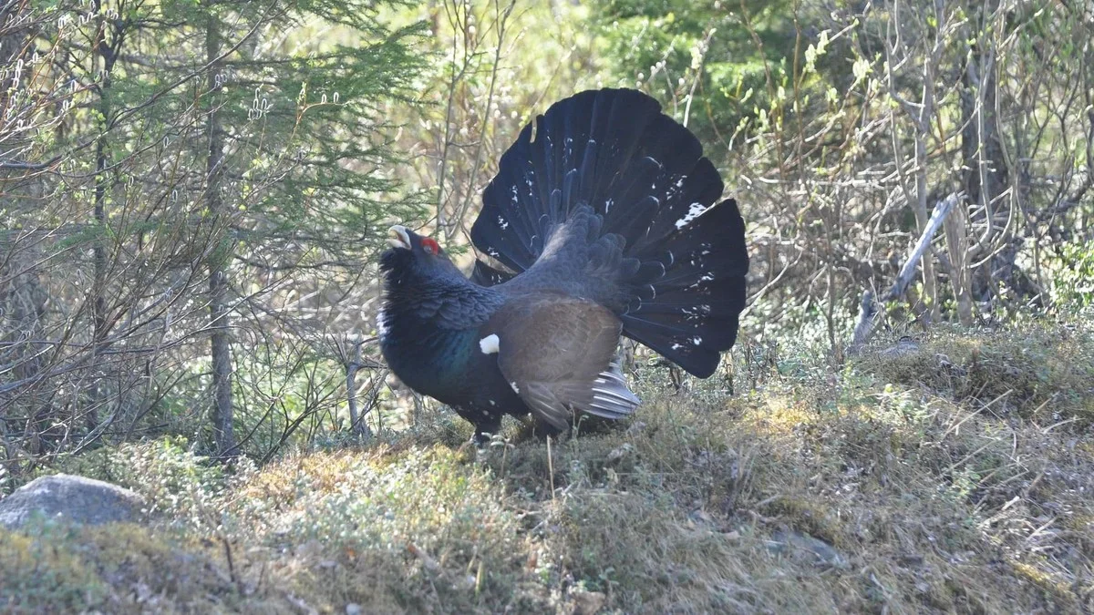 De geur van de auerhaan verraadt zijn nest: wetenschappers ontdekken hoe roofdieren toeslaan