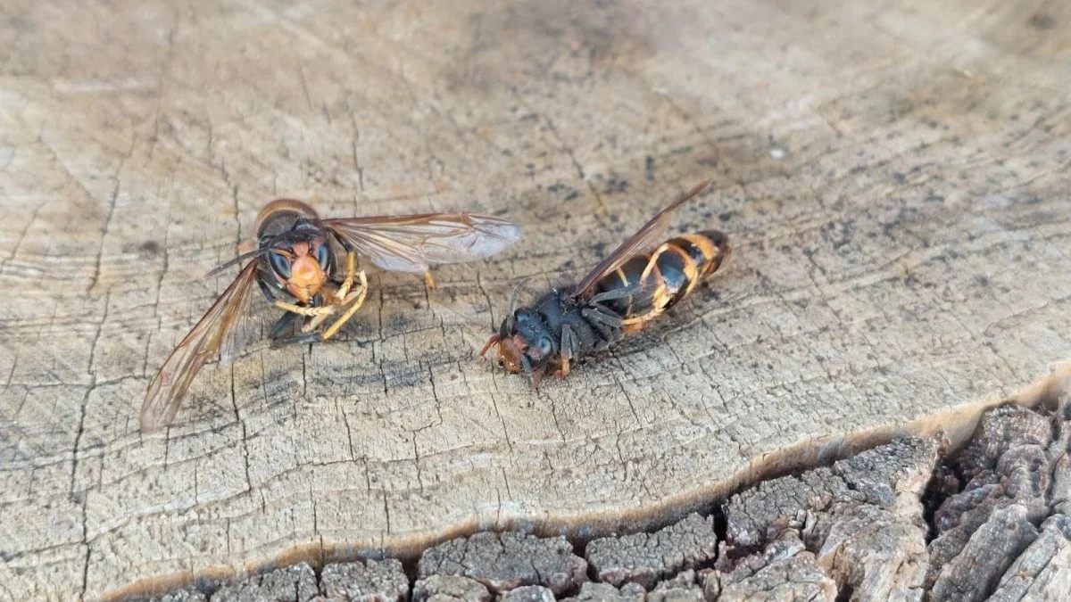 Waarom imkers in Catalonië nu massaal 20.000 vallen uitzetten tegen de Aziatische horzel