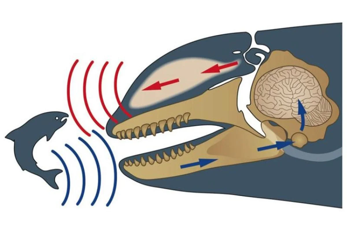 Waarom wetenschappers nu eindelijk de geheime taal van de 37 Iberische orka