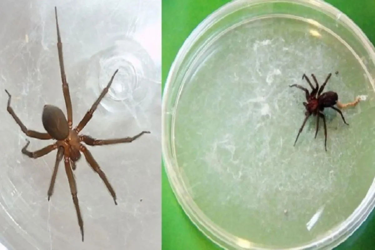 Waarom je na zware regenval extra voorzichtig moet zijn met je kledingkast