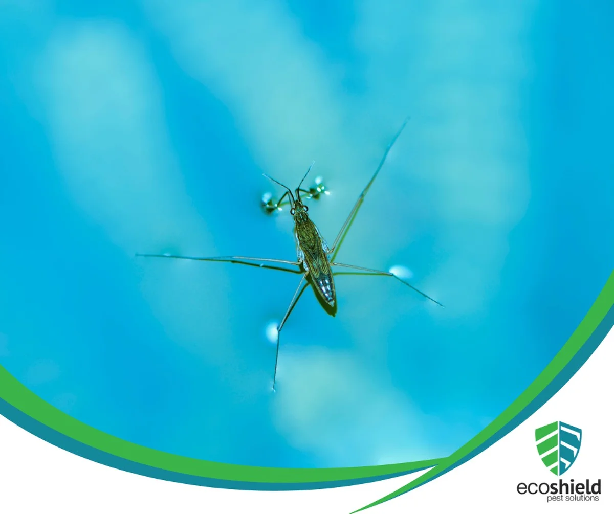 Waarom die reuzenschildwantsen ineens overal opduiken na de regen - image 2