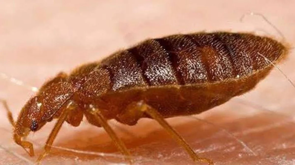 Waarom álle waterbeestjes nu naar Buenos Aires vliegen: de verborgen reden