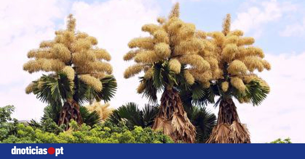 Talipotpalmen in Rio bloeien na decennia voor het eerst