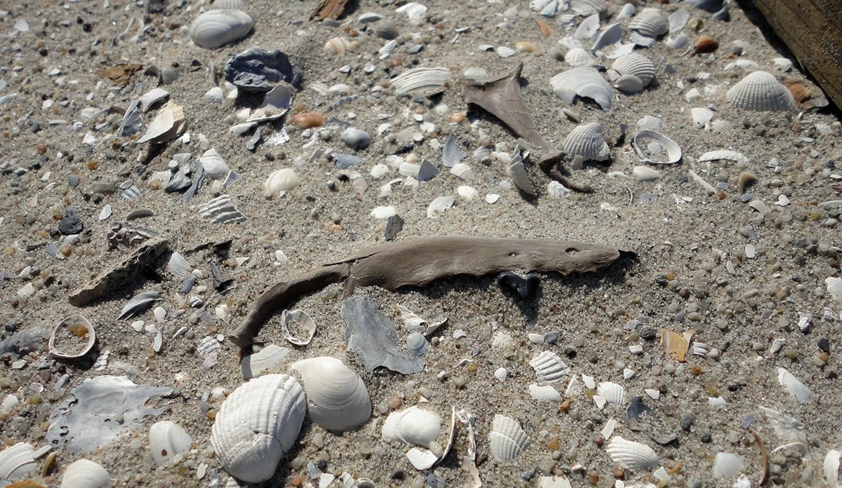 De zandkorrel als tijdcapsule: zo lees je de prehistorie in de duinen - image 1