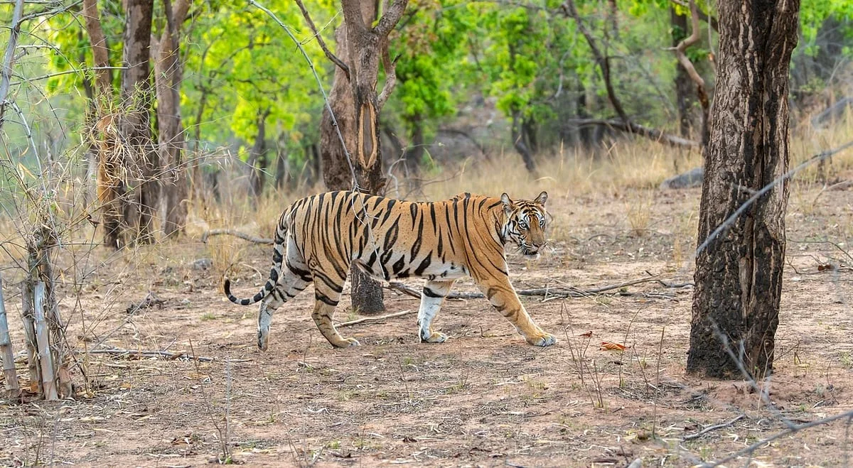 Drie tijgers in de West-Ghats: de komst van 
