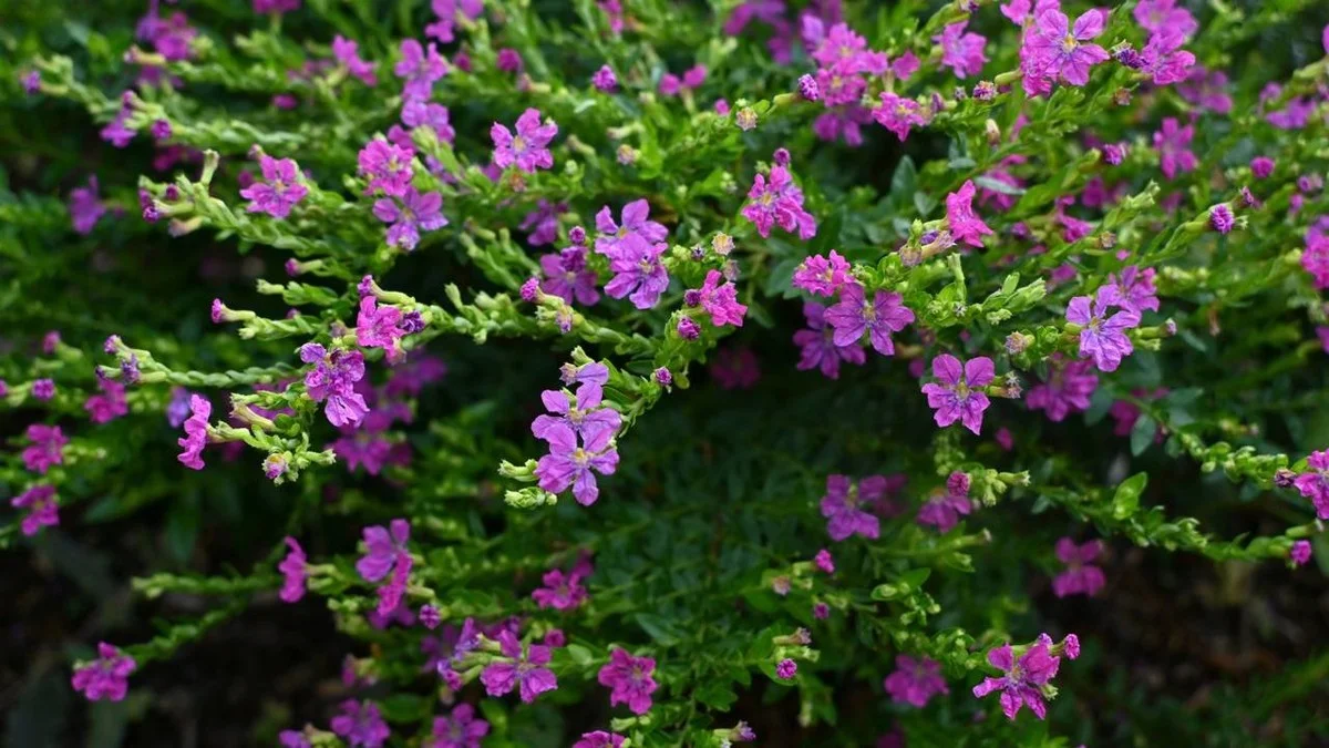 De Cuphea hyssopifolia: de struik die de hele lente en zomer bloeit als hij in de schaduw staat