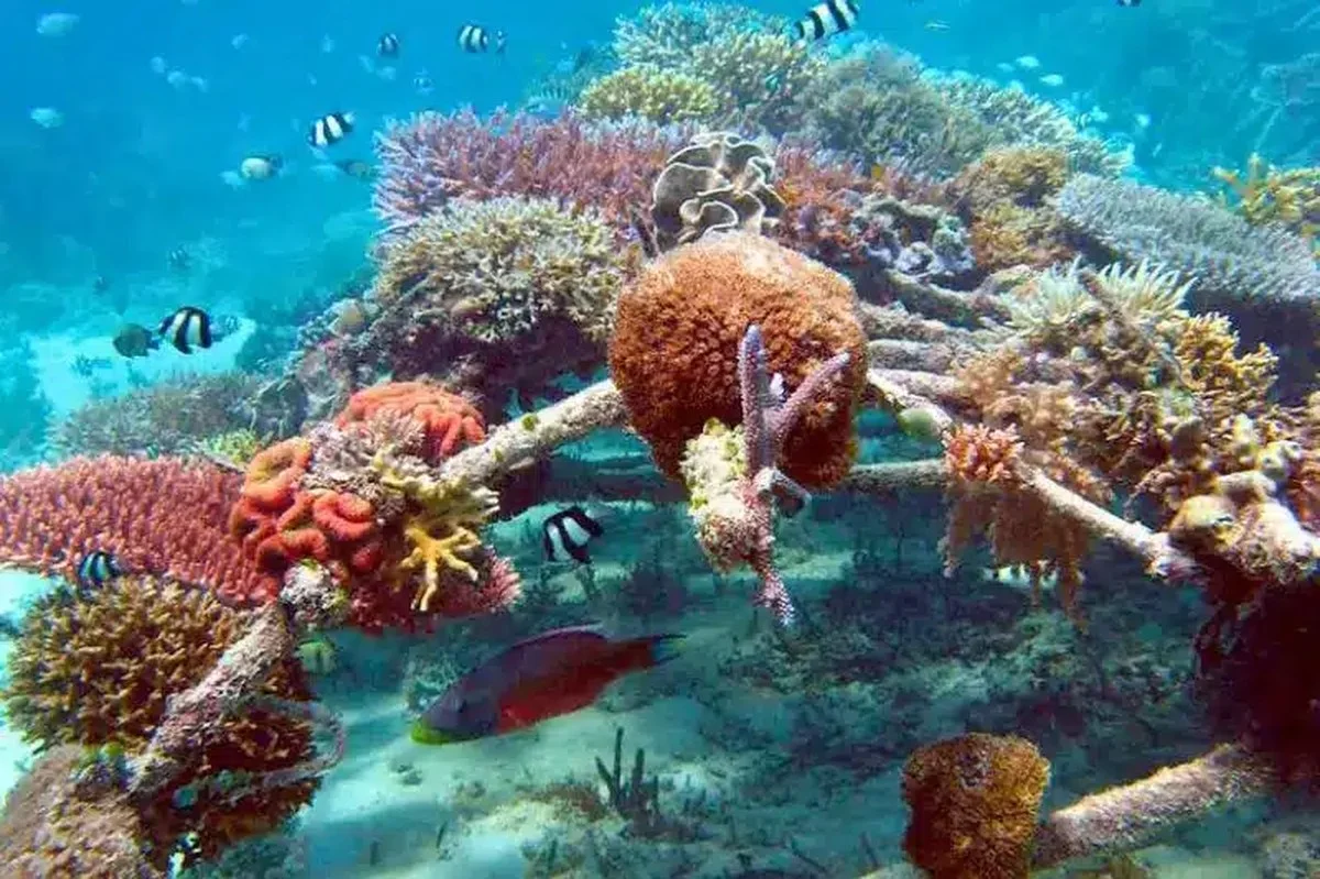 Verrassend: 42 nieuwe diersoorten duiken op na plaatsing van zes onopvallende onderwaterstructuren - image 1