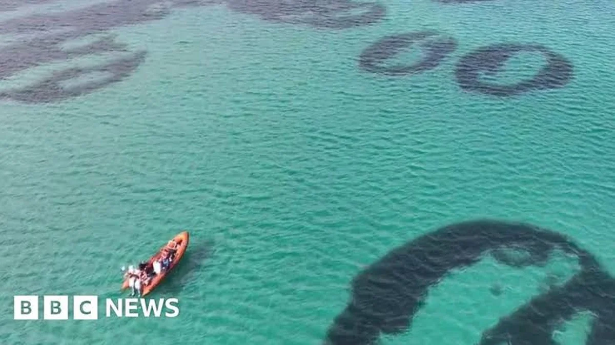 Waarom de 'feeëncirkels' op de zeebodem verbazingwekkend zijn voor ons klimaat