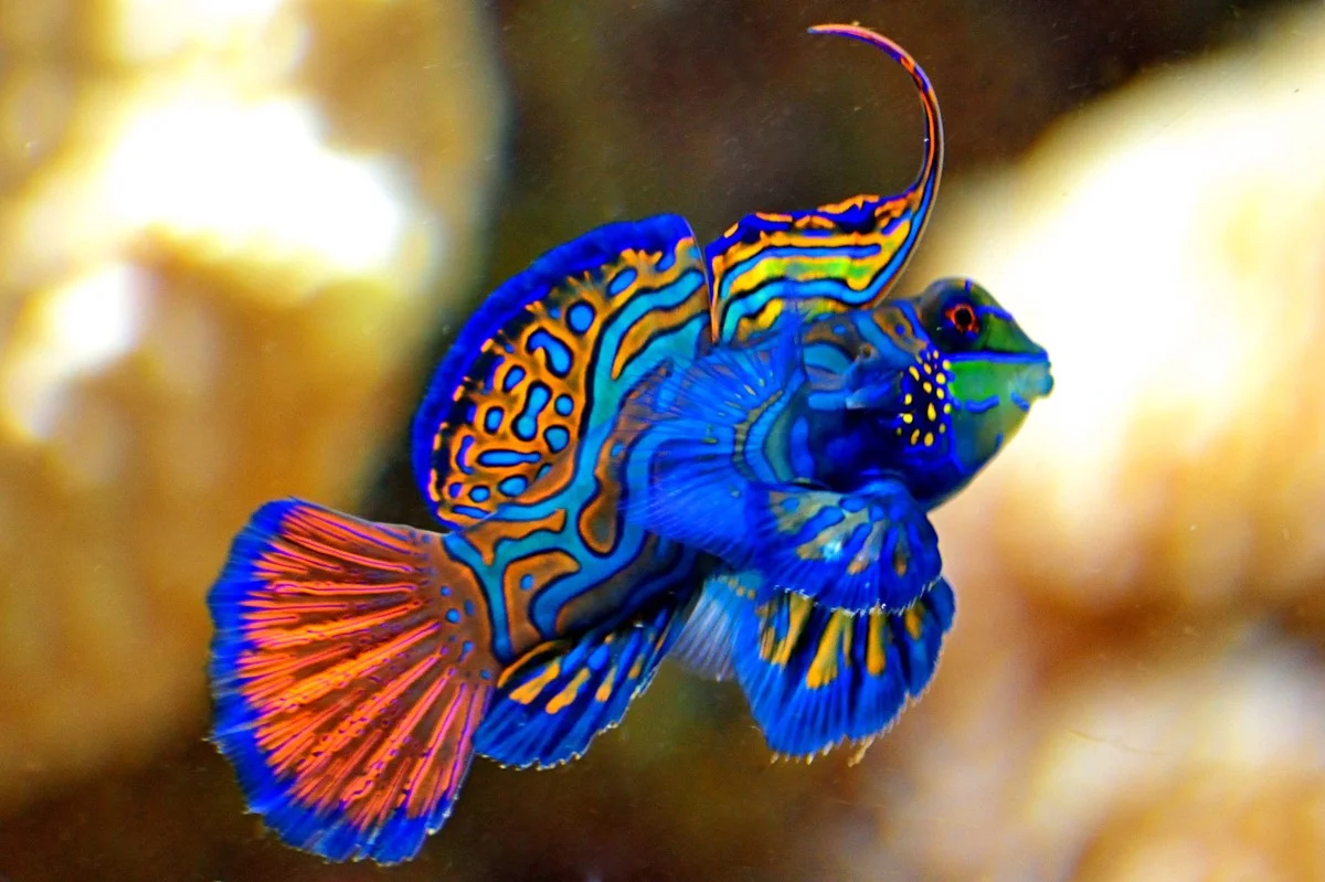 deverborgenvisj-extra-1.webp De verborgen visjes van Tamana: Waarom de