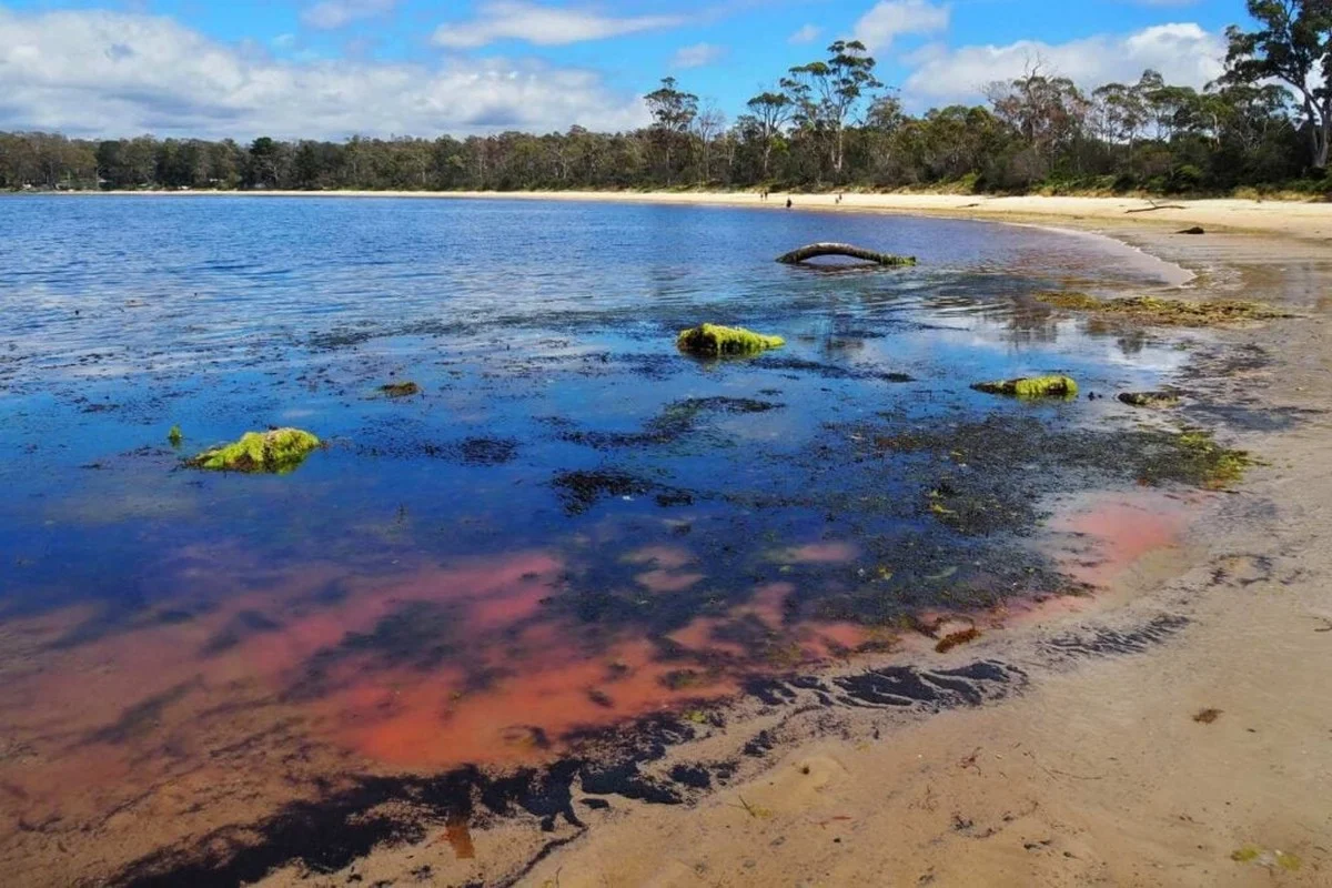 Waarom de roze ‘algenbloei’ in Tasmanië ongevaarlijk is (en wat activisten over het hoofd zien) - image 1