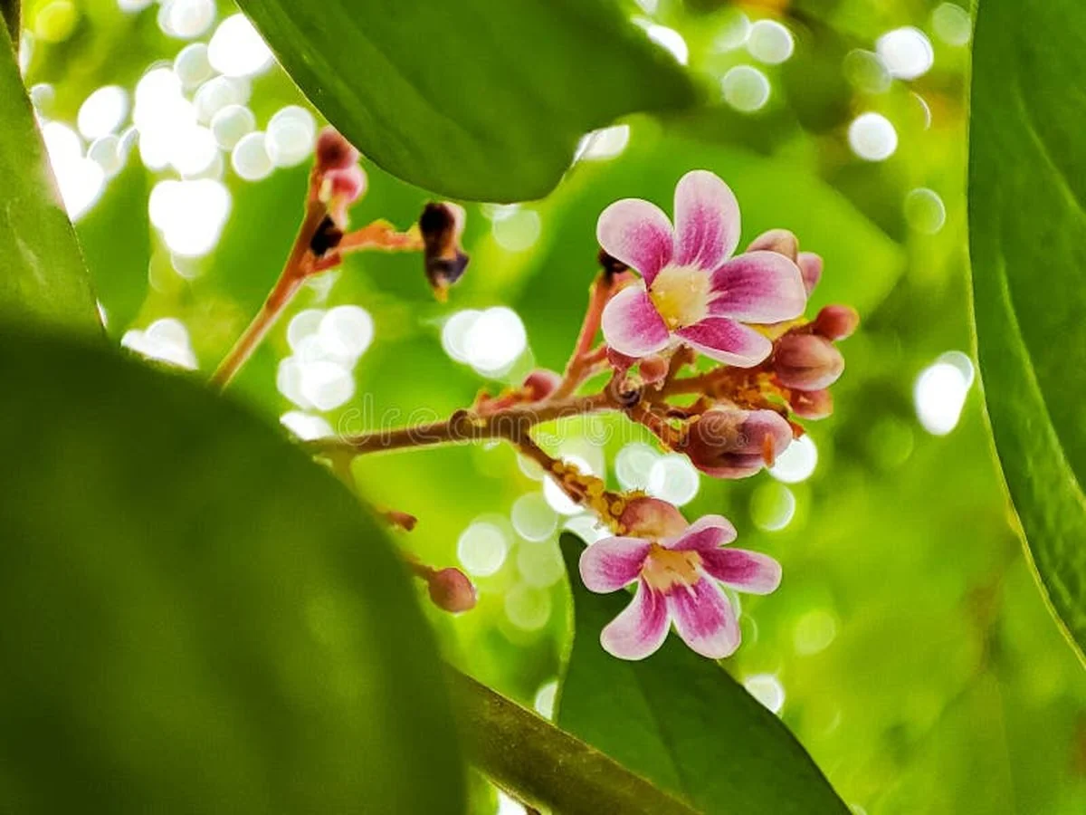 Waarom experts deze snelgroeiende boom met sterrenbloemen in hun tuin zetten - image 1