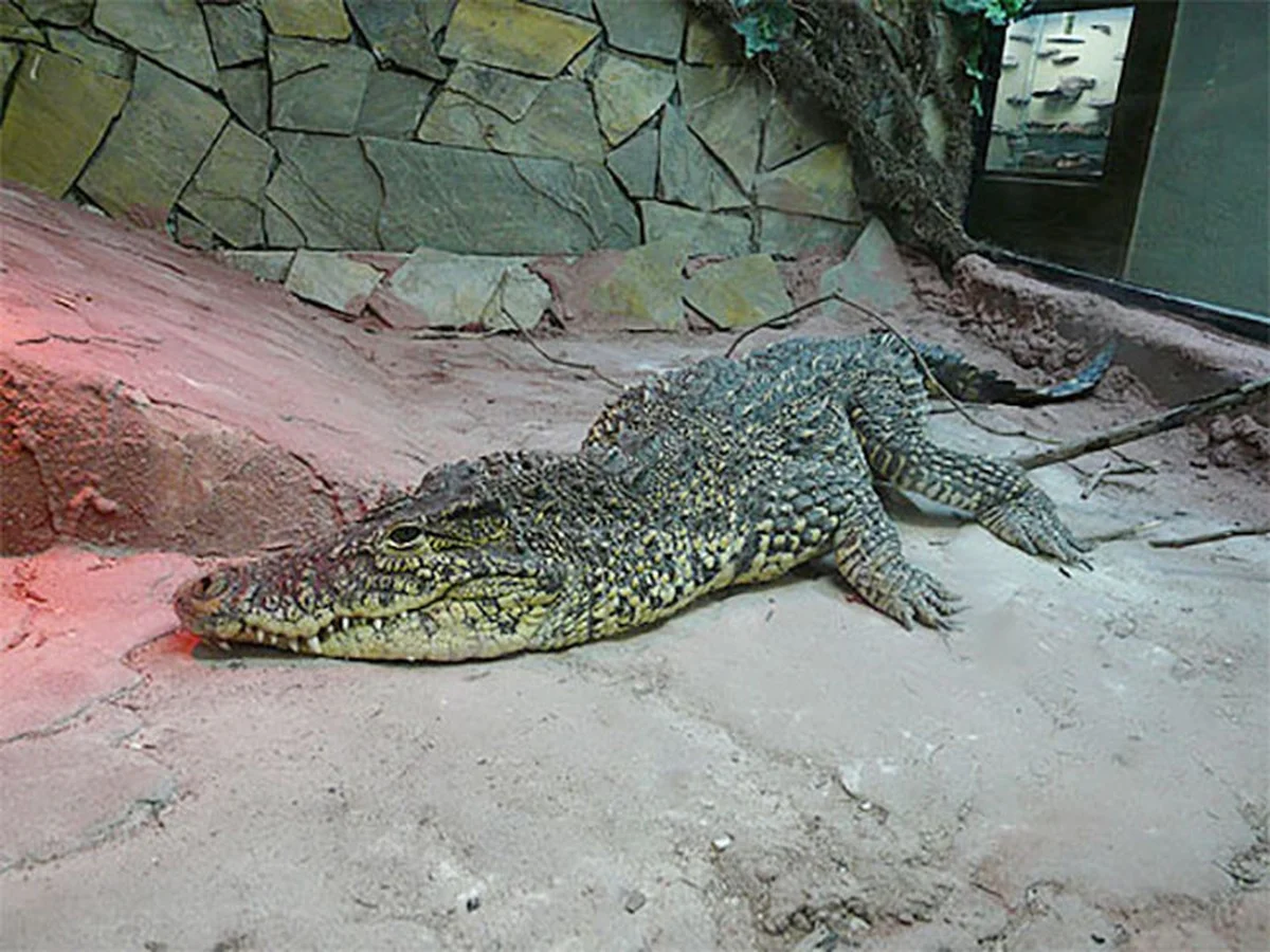 Waarom de oudste krokodil ter wereld in een aquarium in een saaie Nederlandse stad leeft - image 1