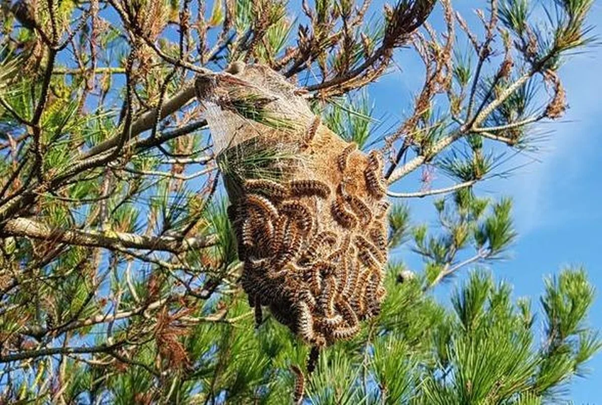 De sleutel ligt in de winter: waarom experts nu al de witte cocons in de dennenbomen zoeken - image 1