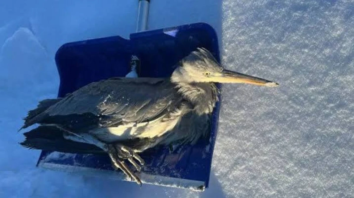 waarom vogels massaal neerstorten tijdens deze extreme kou