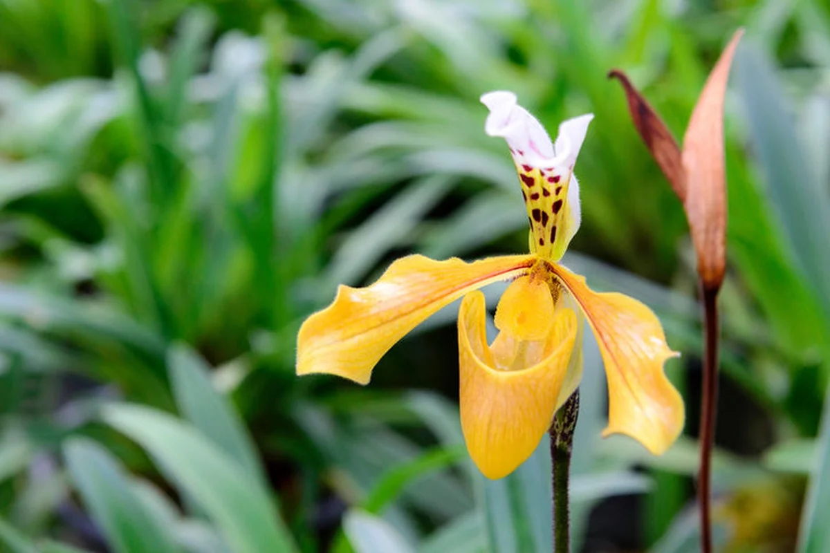 Zeldzaamste orchideeën: dit kosten de 5 duurste soorten - image 1