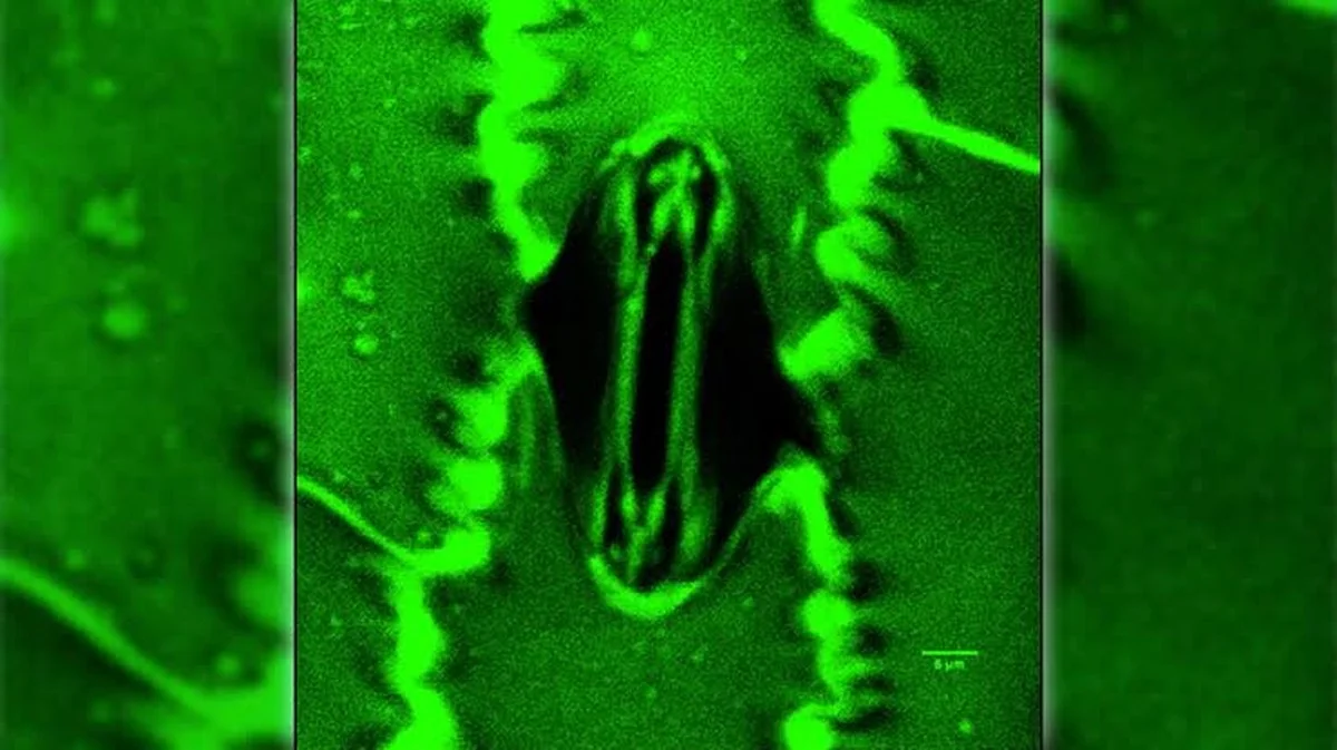 Wetenschappers kijken nu live mee hoe planten ademen, en dat verandert droogtebestendigheid
