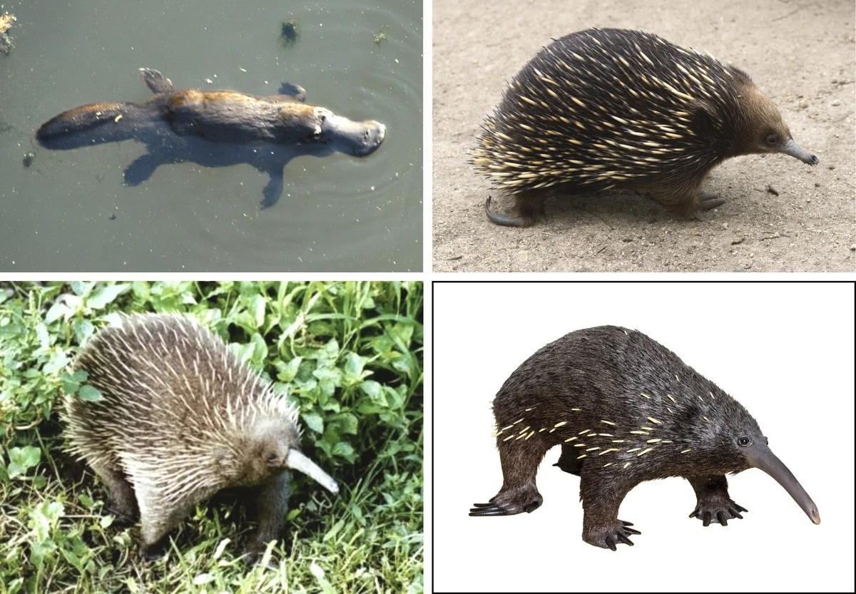 Waarom de eierleggende zoogdieren 30 graden lichaamstemperatuur hebben (en wij niet) - image 1