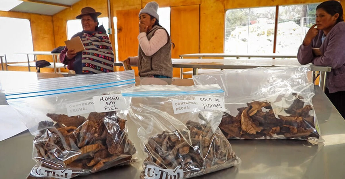 (Mushroom) Growers in Junín Learn Secrets to Doubling Income