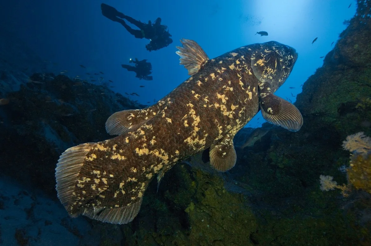 Waarom wetenschappers de komst van deze vis 