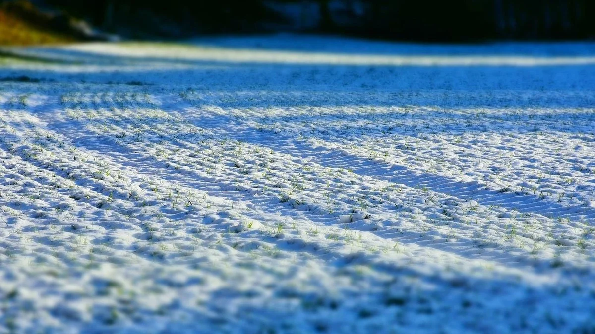 Waarom experts de sneeuwlaag nu zien als de meest cruciale, onverwachte barrière tegen de komende kou