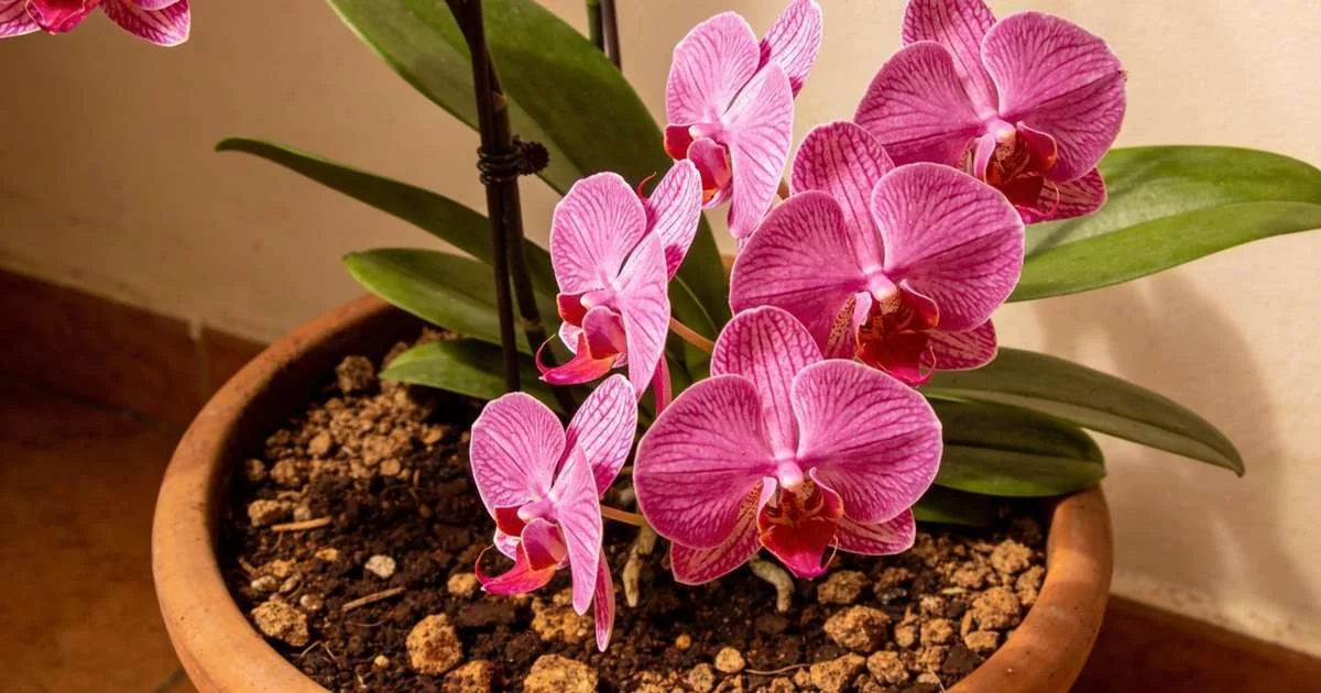 Waarom experts een theelepel droge koffiedik bij hun orchideeën stoppen