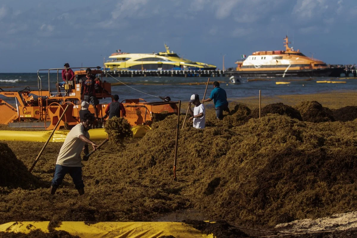Waarom experts zeggen dat de opwarming van de zee zorgt voor de golf van sargassum in de Mexicaanse Caraïben