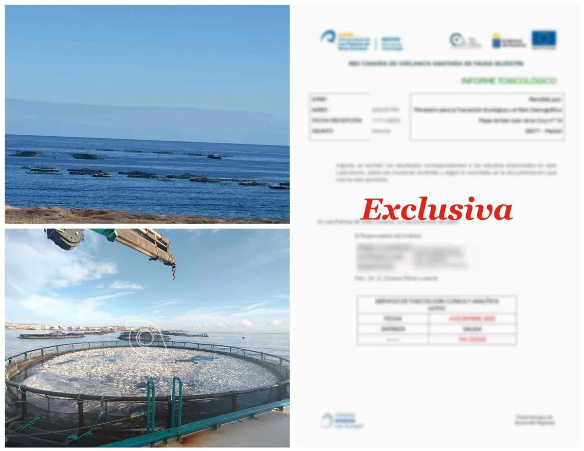 Wetenschappers vinden veel hogere concentraties gifstoffen ín kweekvis bij Melenara dan in het omringende zeewater