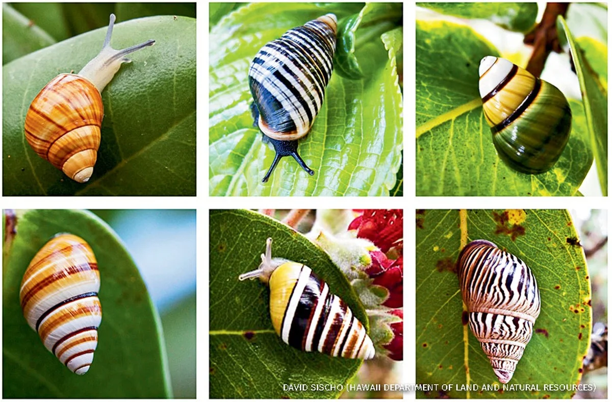 dezeldzamehawai-extra-1.webp De zeldzame Hawaïaanse boomslakken keren terug: hoe 50 jaar onderzoek een bijna uitgestorven dier redde - image 1
