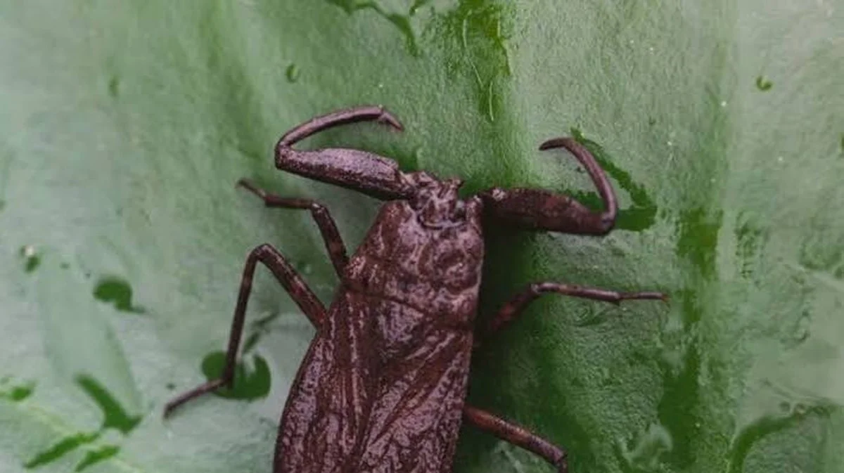 Waarom de waterbeestjes plotseling in uw flat te zijn