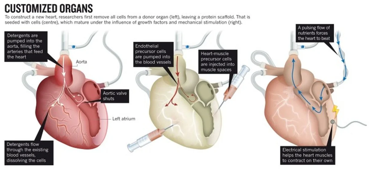 Hoe een spinazieblad verandert in een kloppend hart - image 2
