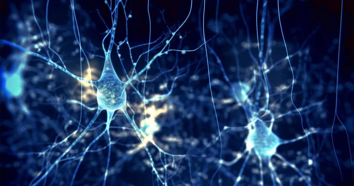 De 'verloren' neuronen in je brein: waarom de plek niet telt