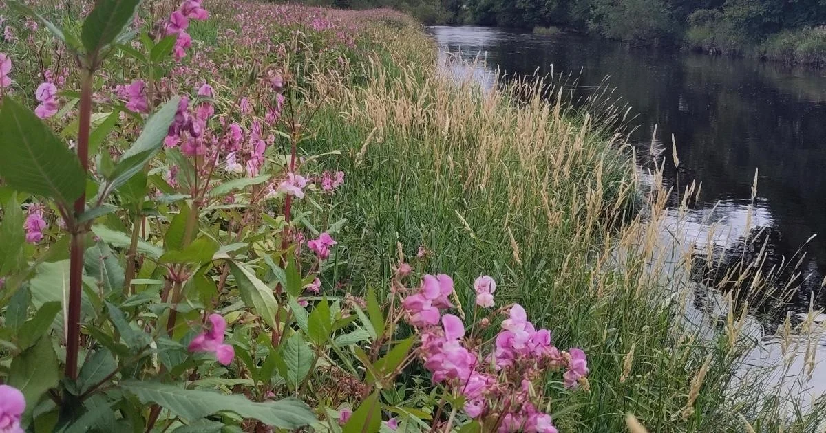 Waarom experts de Himalaya-springbalsem nu zien als de stille saboteur van rivieroevers