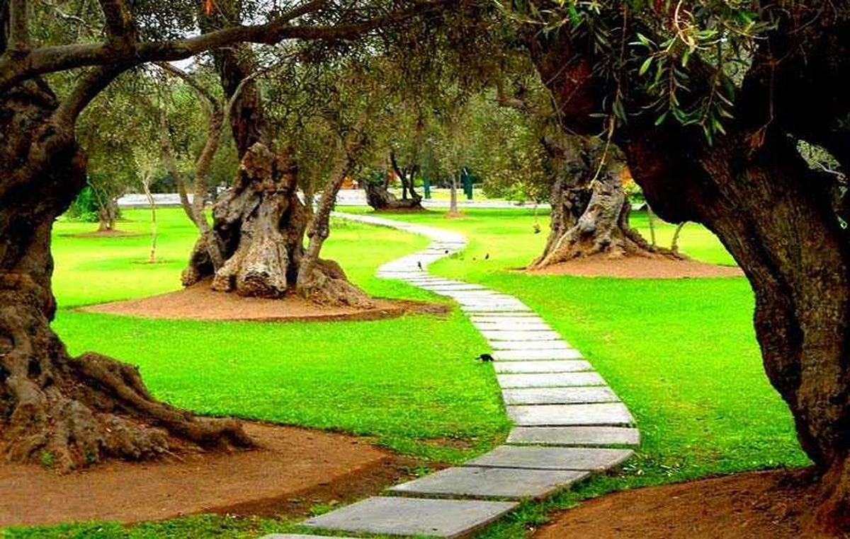 De verborgen 26 erfgoedbomen van Lima: en in welke wijken je de oudste exemplaren vindt - image 1