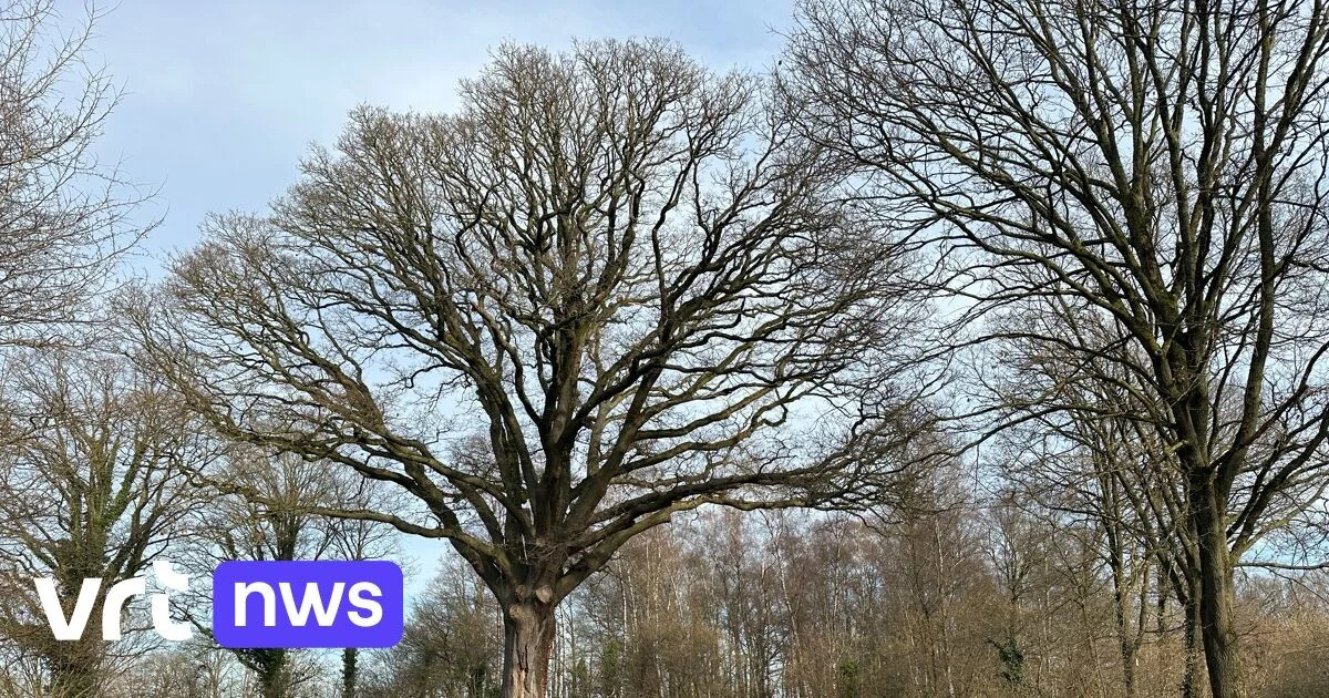 Experts starten dit jaar met onderzoek naar de schorsziekte van de zoon van de Eik van Lummen