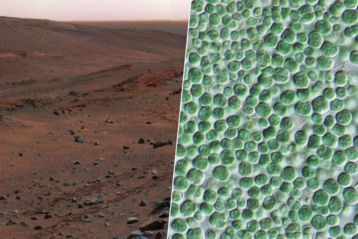 Biocement: Bacteriën die Marsstof omzetten in bouwmateriaal