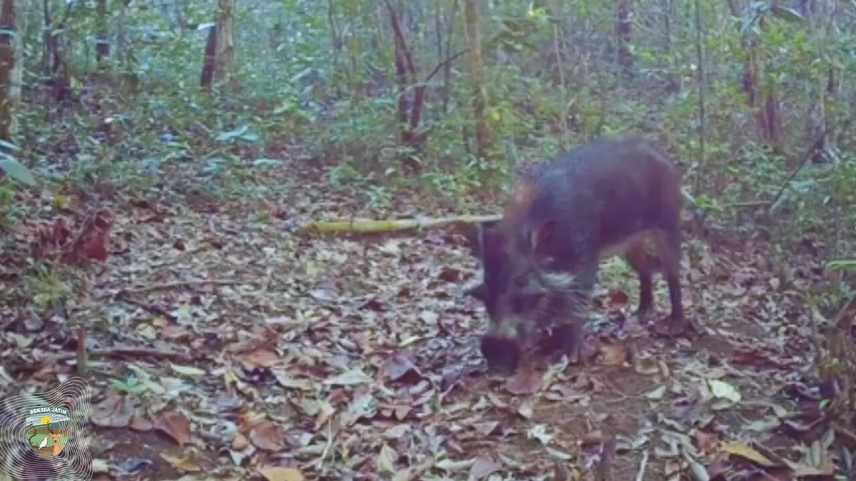 Waarom de Baweanwrattenzwijn, ondanks de overlast, essentieel is voor het eilandecosysteem