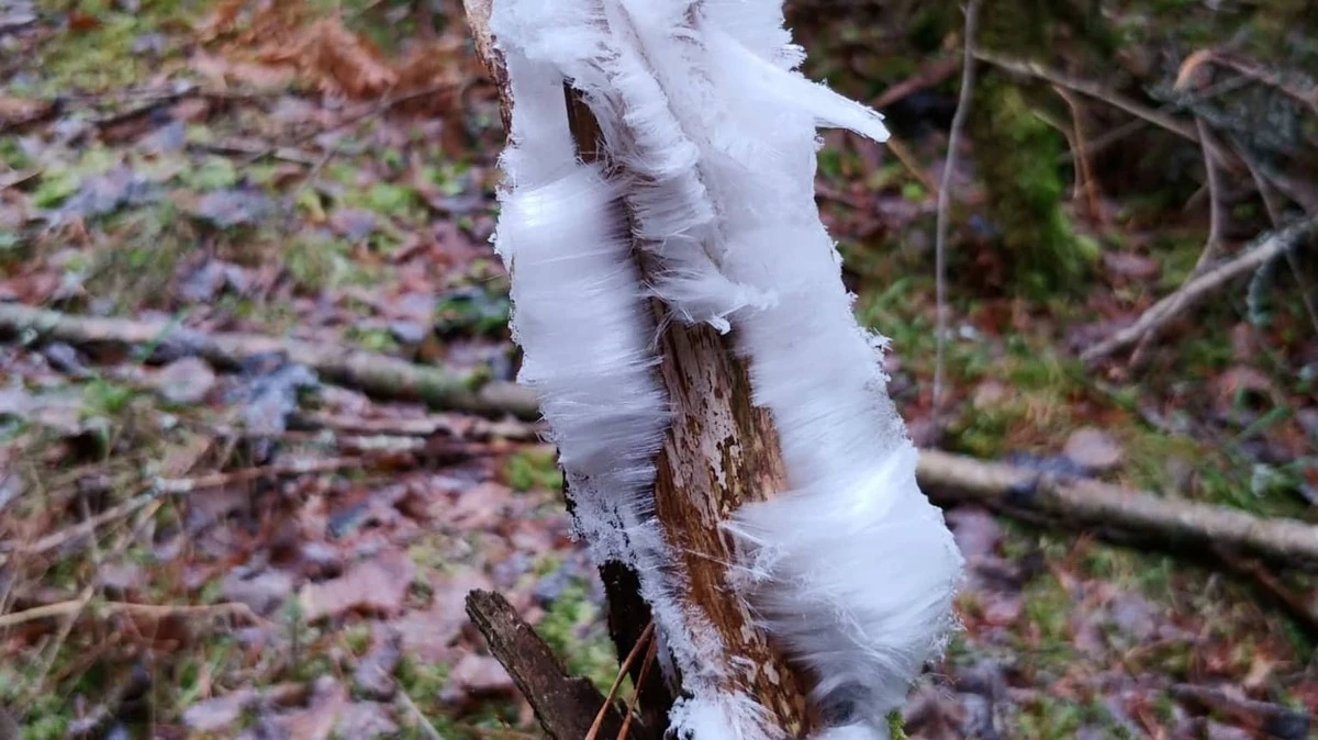 Waarom experts zeggen dat je in de winter beter naar dood hout kijkt dan naar mist - image 1