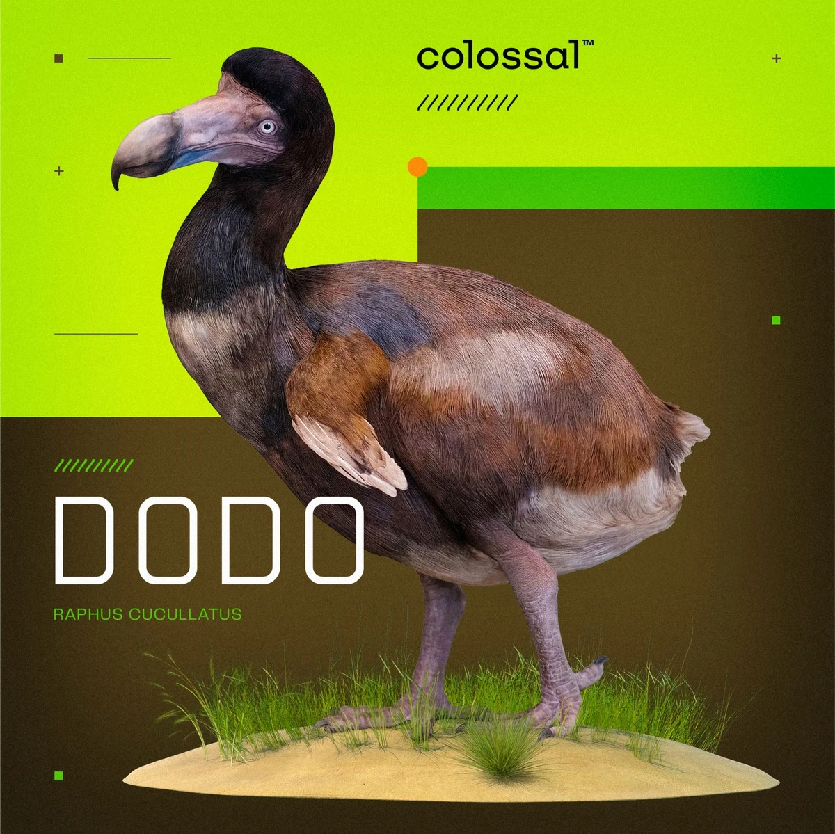 Dit waren de 8 meter hoge reuzen die de aarde beheersten vóór de bomen - image 2