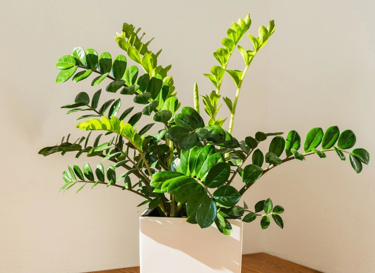 De verrassende truc om je zamioculcas ná de winter wakker te schudden