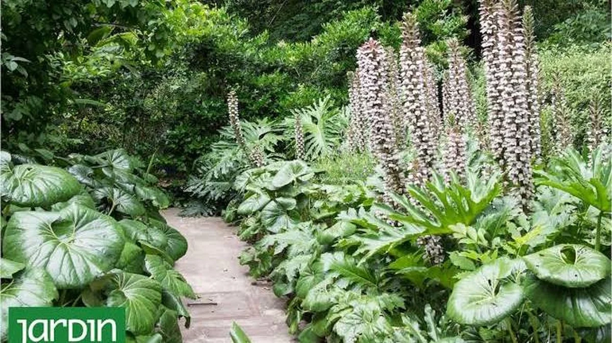 De donkere hoek bij de schutting? Deze onverwoestbare plant maakt er een pronkstuk van