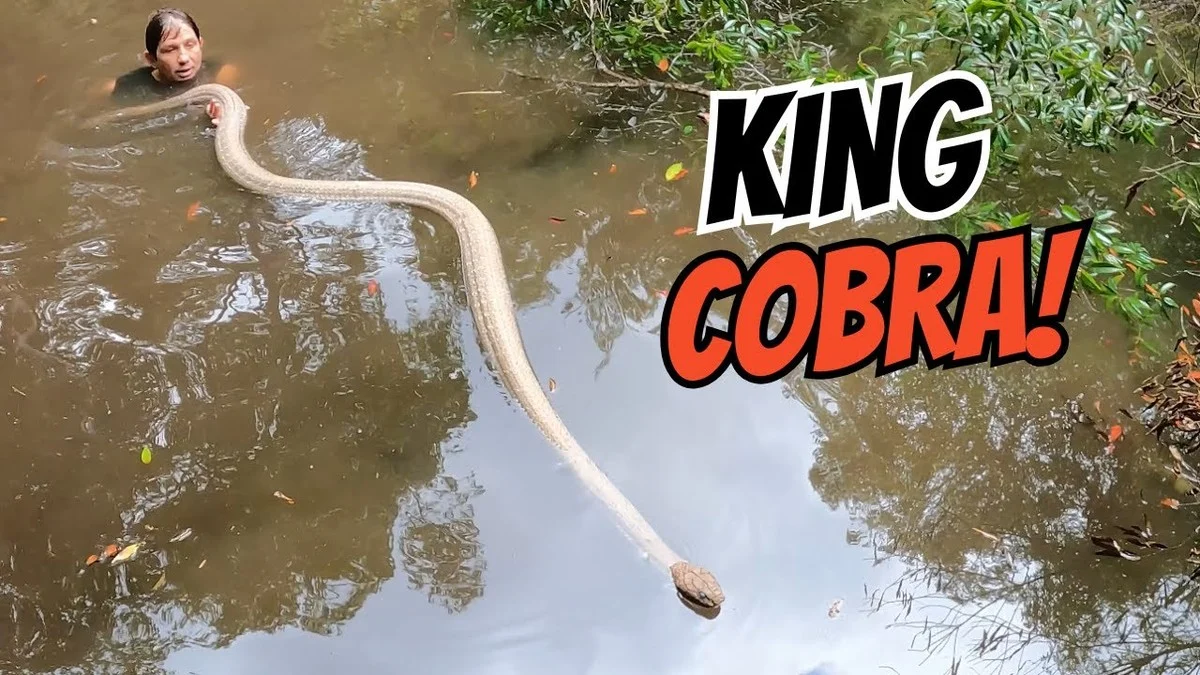 Waarom de Ringhalskoningscobra in U Minh Thuong Hoofdzakelijk Licht is en Kort Ondanks zijn Gewicht - image 1