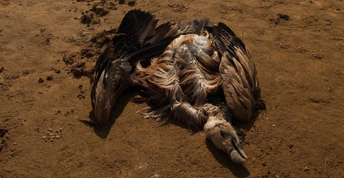 Waarom experts de verboden gifstof carbofuran verwachten bij dode roofvogels - image 2