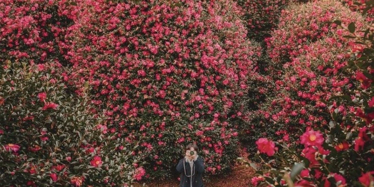 Waarom één vrouw 150 jaar geleden 500 camelia's plantte (en nu is het een rode loper)