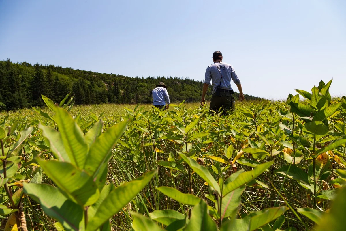 Waarom ervaren natuurbeschermers in Chili specifieke inheemse planten in hun moerassen zetten - image 1