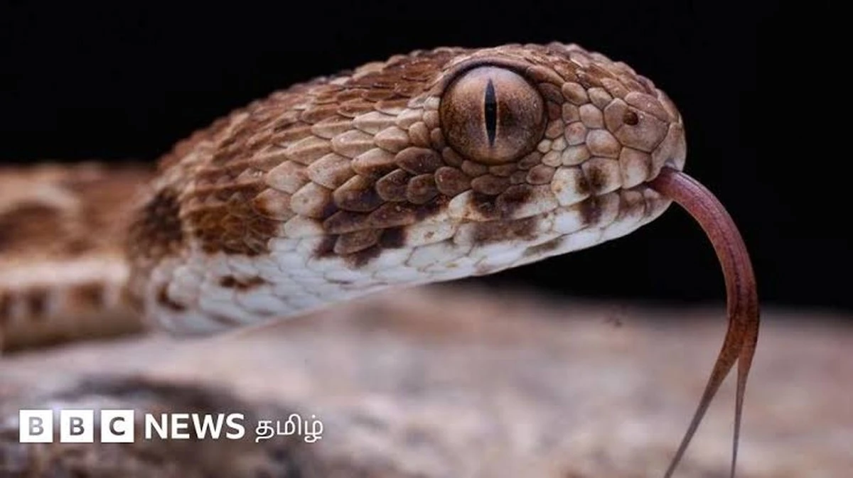 Wanneer komen die verraderlijke slangen écht naar je huis? Nieuwe studie onthult de precieze tijden