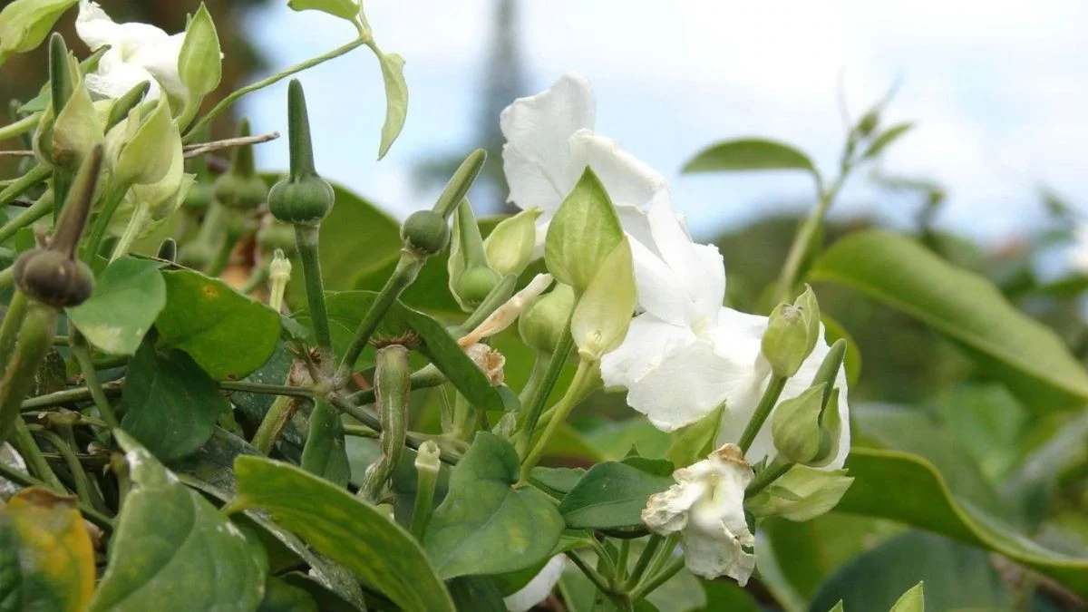 Waarom je de klimplant met bedwelmende geur nu in je tuin moet zetten