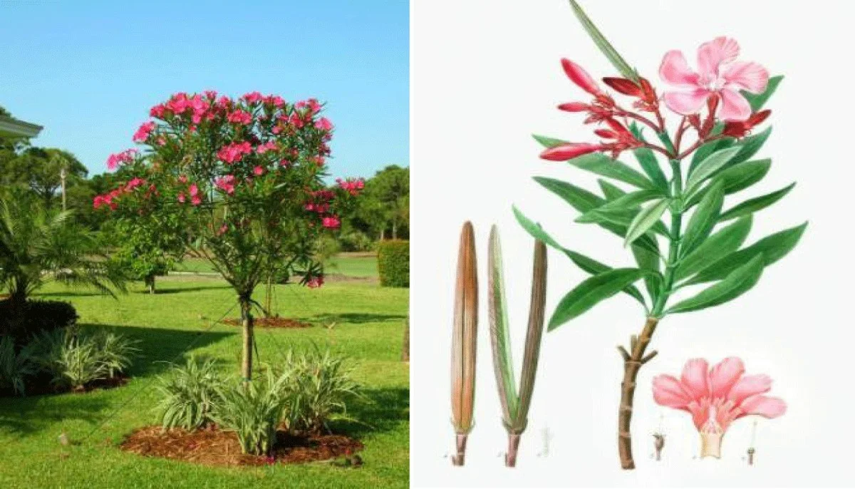 Waarom de bladeren van deze veelvoorkomende sierboom het hartritme van dieren tijdelijk kunnen stilzetten